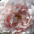 Bijela  - Alba ruža  - Ännchen von Tharau